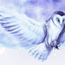 Snowy Owl