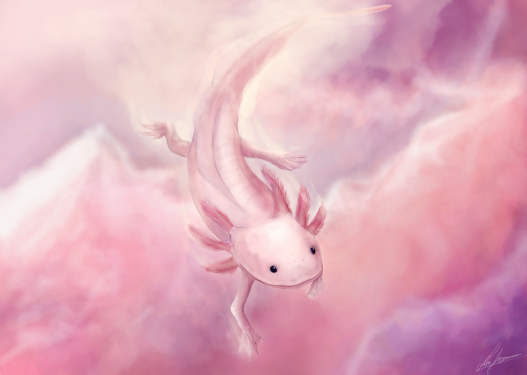 Animals Anonymous Axolotl And Olm By Mylovelypet On Deviantart