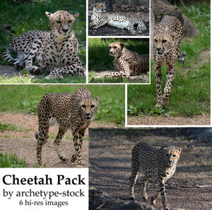 Cheetah Pack