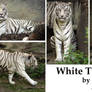 White Tiger Stock Pack 1
