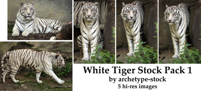 White Tiger Stock Pack 1