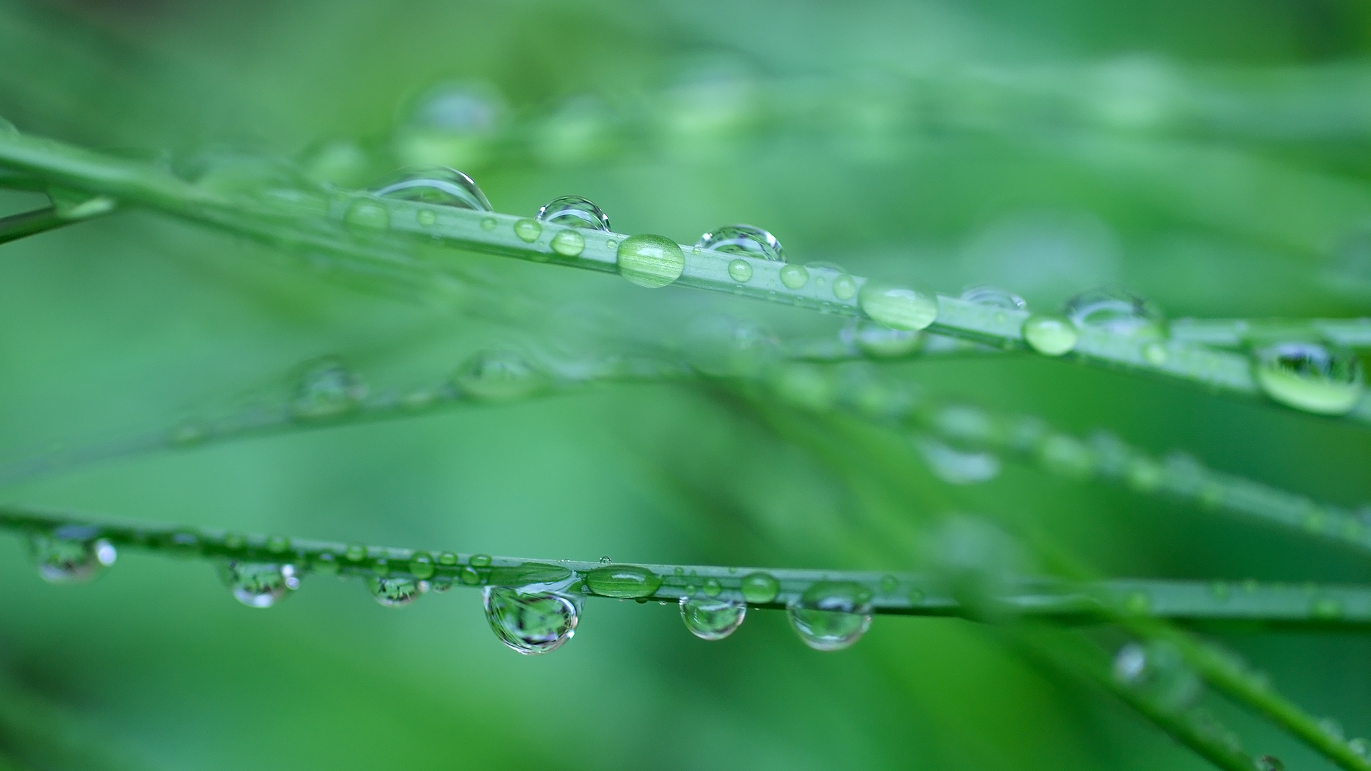 Wet Grass wallpaper