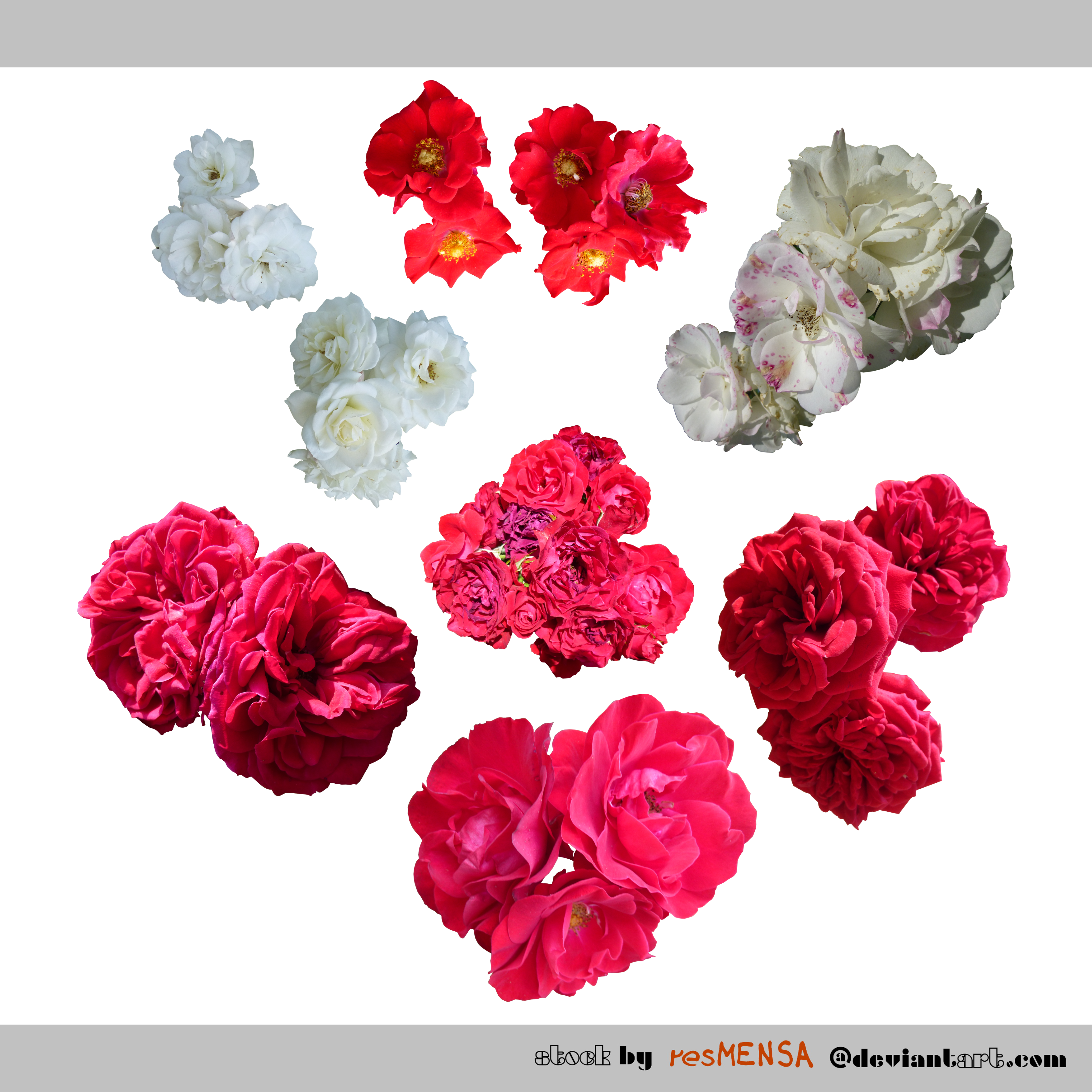 PACK Rosetuft red-white - STOCK