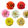 PACK Zinnia mix - STOCK