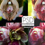 PSD Coloring 008