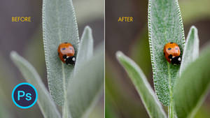 Preset for faded to vivid photo