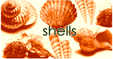 Shells brushes