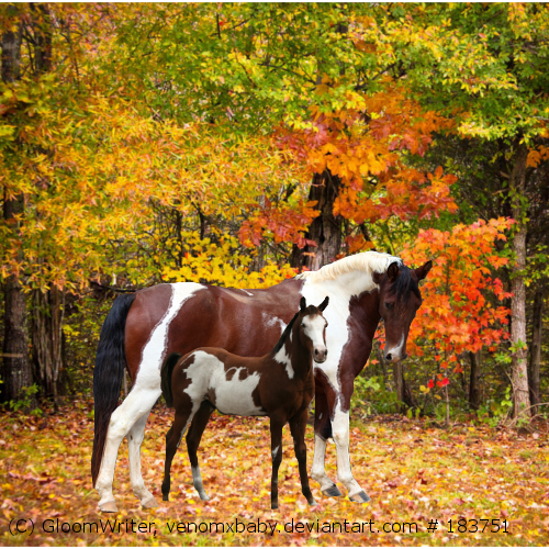 Foal and Mother in Forest