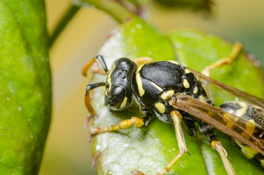 Peeking wasp