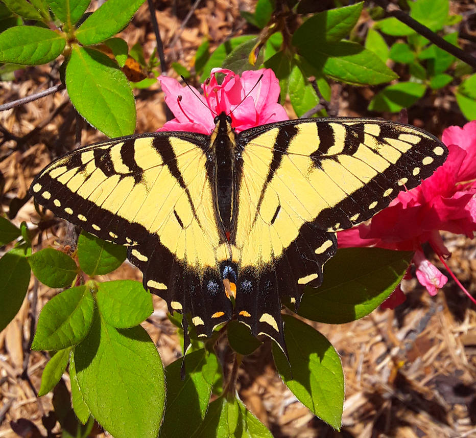 First swallowtail of spring by phillipp9 on DeviantArt