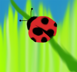 Ladybug