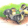 Duckies