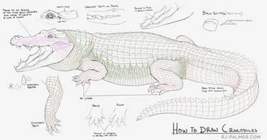 How to Draw Crocodiles