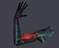 Arm Test Animation by CGMan on DeviantArt