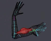 Arm Test Animation by CGMan on DeviantArt