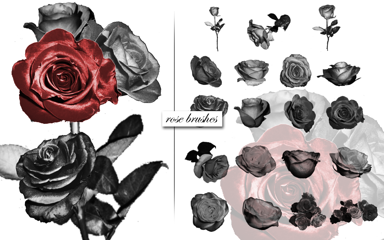 Photoshop Rose Brushes