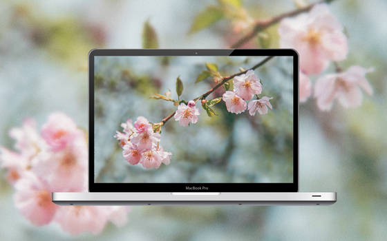 Cherry Blossom Wallpaper