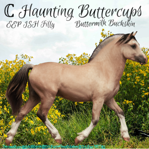 Haunting Buttercups