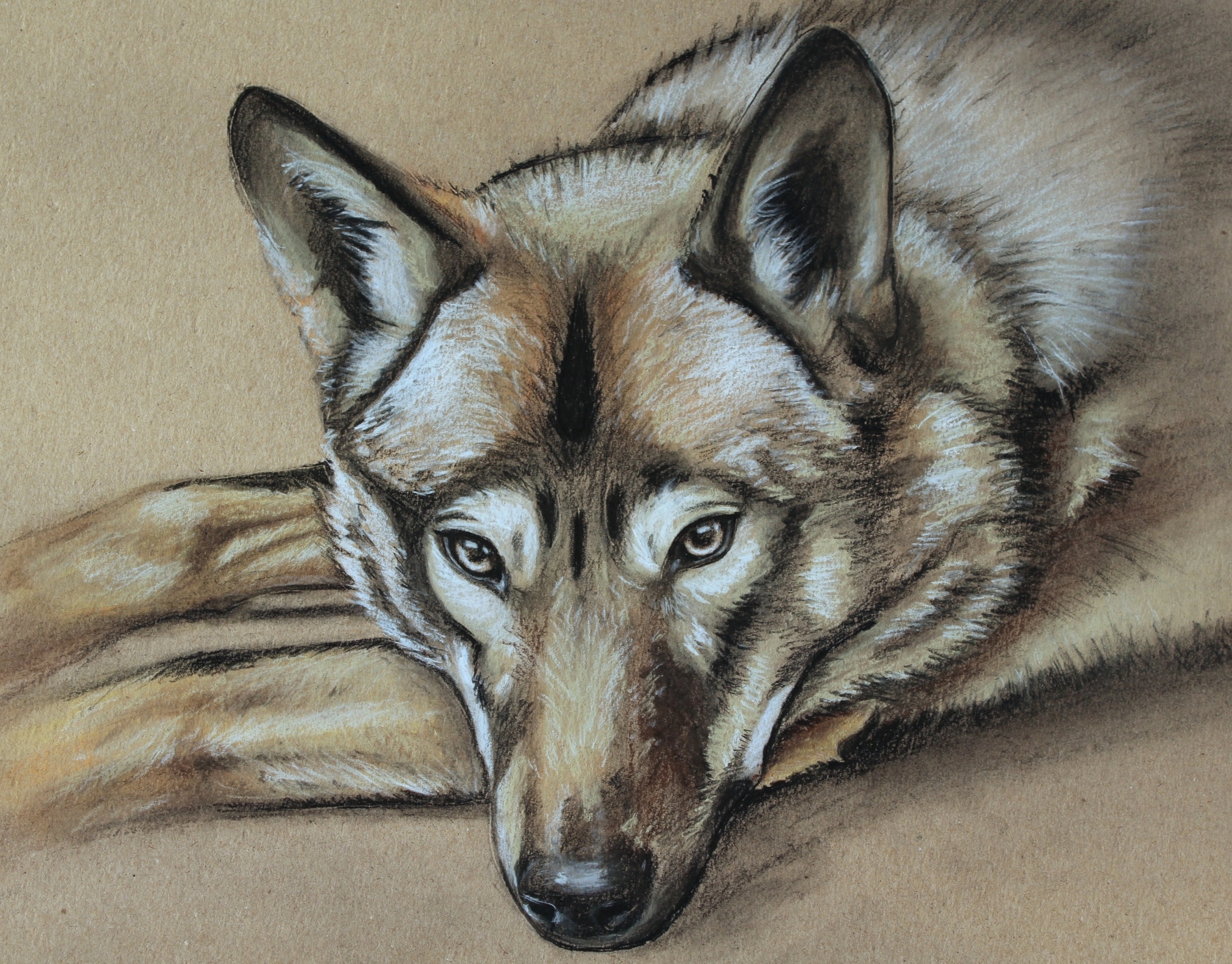 Wolfdog by Chernika89 on DeviantArt