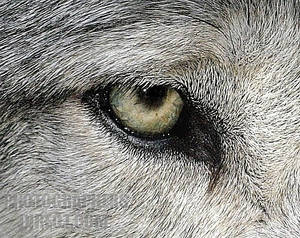 Wolf eye attempt