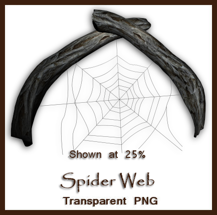 Spider Web by shd-stock