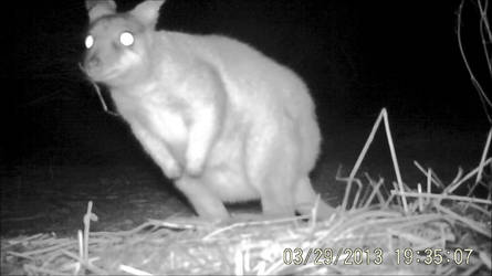 Black-flanked Rock-wallaby