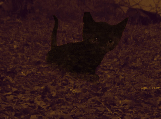 A Cat In The Shadows by qpalzmsk12 on DeviantArt