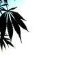 Marijuana Leaf Mac 1024-768