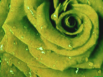 Green Rose psd