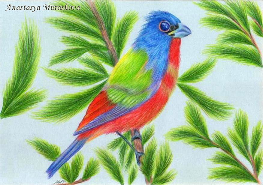 A Bird coloring book. The page is full drawn in colored pencil crane  drawings. HD. - AI Generated Artwork - NightCafe Creator