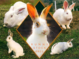 Bunny Stock Pack FREE