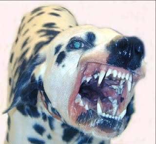 angry dalmatian