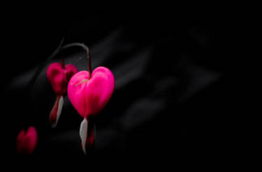 Bleeding Hearts