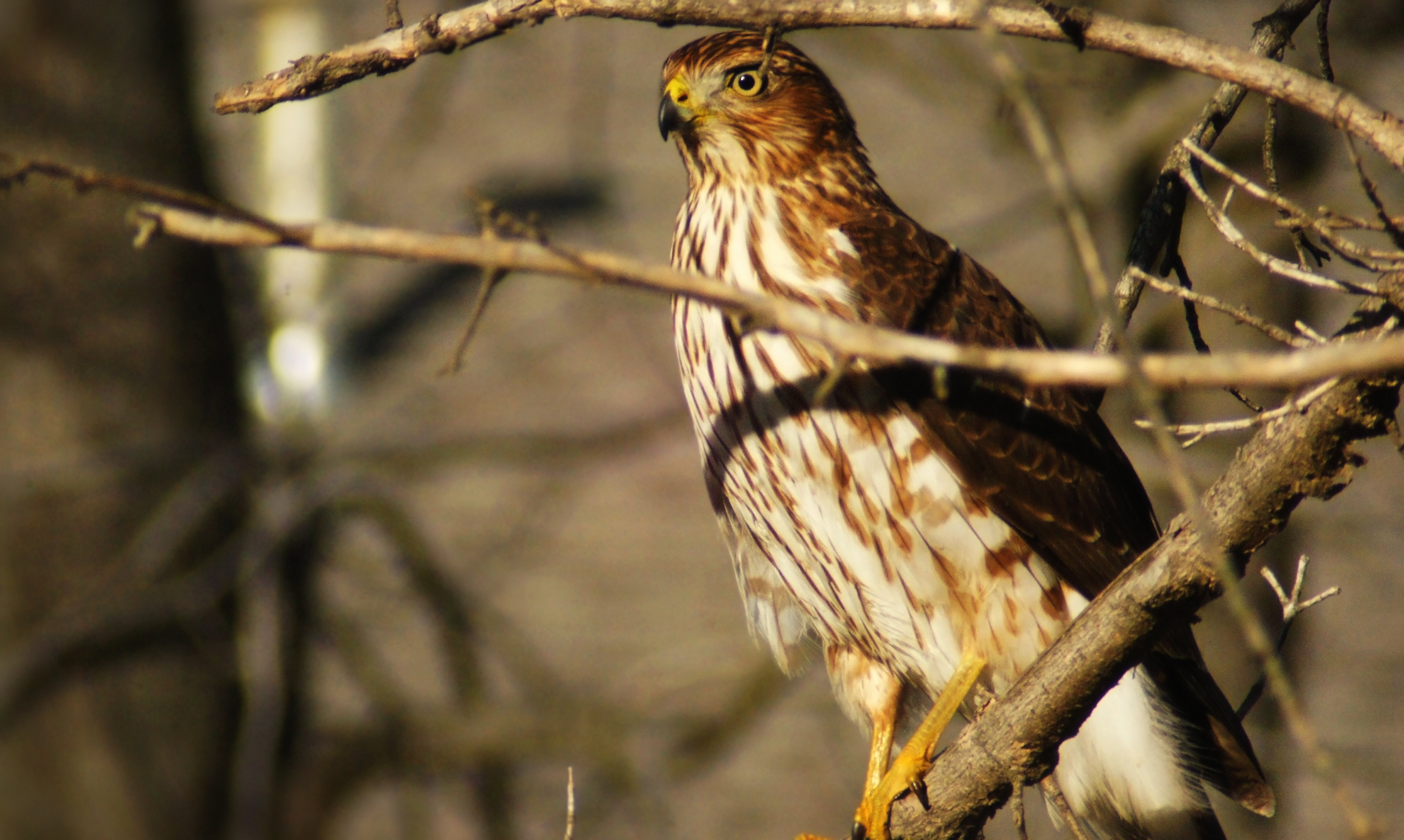 Small Hawk