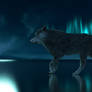 Wolf and Northern light animation