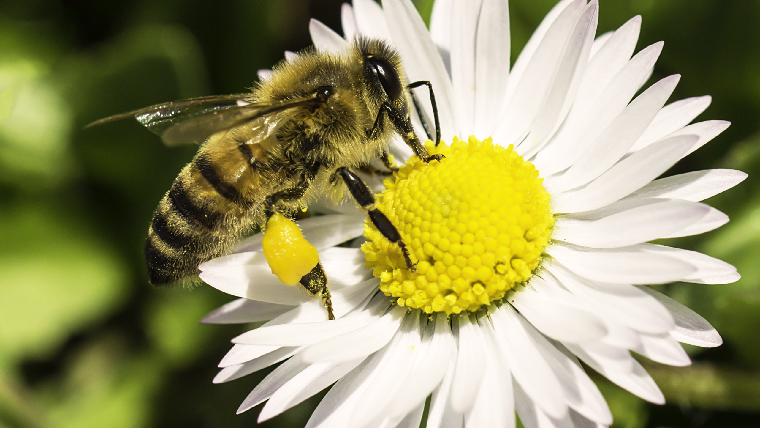 wallpaper-happy-spring-bee-ape-by-mattiamc-by-mattiamc-on-deviantart