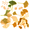 Ginkgo Leaves Brushes