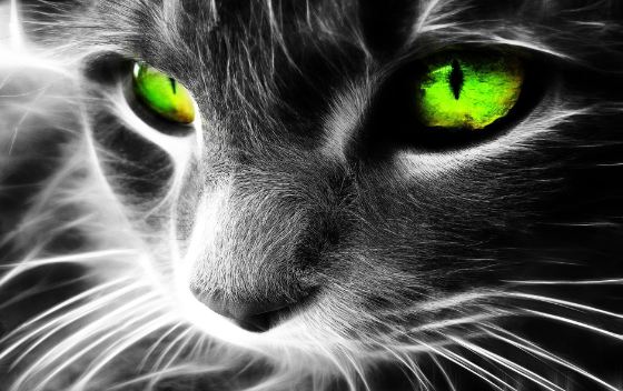 Green eyes