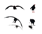 Quick Crows