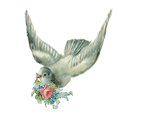 Dove - by vafiehya