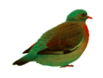 Green pigeon