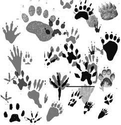 Animal Tracks Brushes