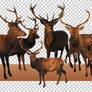 PNG STOCK SET: Deer 2