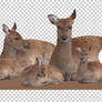 PNG STOCK SET: Deer - female (Doe)