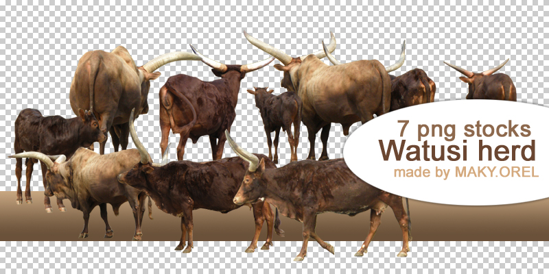 PNG STOCK SET: Watusi herd