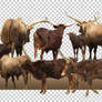 PNG STOCK SET: Watusi herd