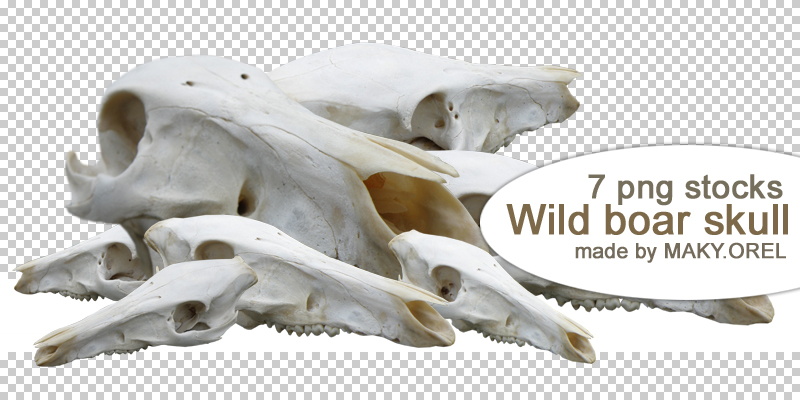 PNG STOCK SET: Wild boar skull