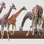 PNG STOCK SET: Giraffe