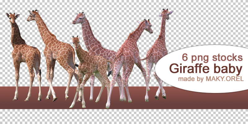 PNG STOCK SET: Giraffe - baby