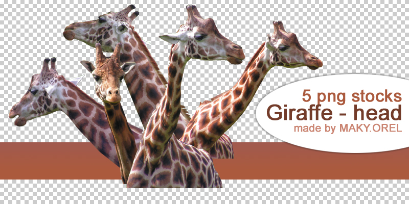 PNG STOCK SET: Giraffe - head